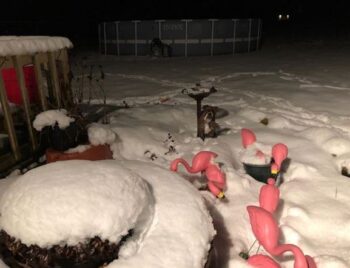 These pink flamingos are very far from home.